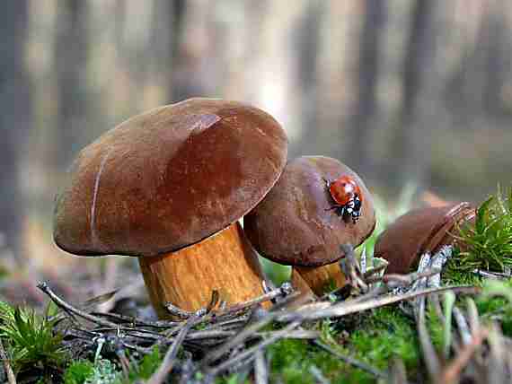  Image name: 200 Porcino.jpg 
 width: 570 pixel 
 height: 428 pixel 
 Size: 16734 bytes 
 Click to enlarge 